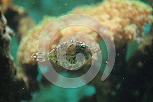 Seagrass filefish photo