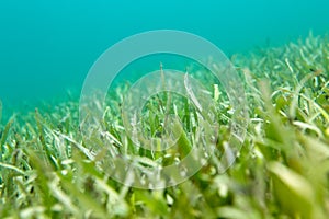 Seagrass photo