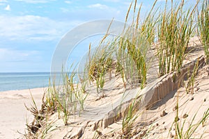 Seagrass meadows and sand dunes photo