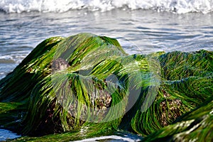 Seagrass on Rocks in Ocean photo
