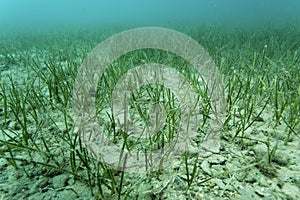 Seagrass from on the sand bottom of the Adriatic Sea