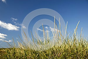 Seagrass on a sandune photo