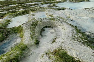 Seagrass on shoreline of the sea at low tide during sunset, Lombok, Indonesia. Lonely beach with white sand and seaweed