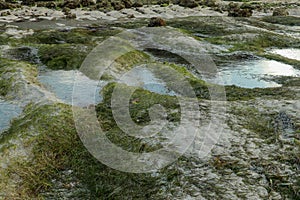 Seagrass on shoreline of the sea at low tide during sunset, Lombok, Indonesia. Lonely beach with white sand and seaweed