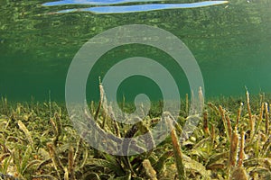 Seagrass photo