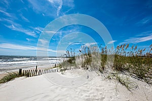 Seagrass on a sand dune with a beach background photo