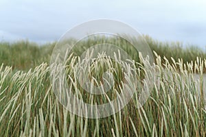 Seagrass photo
