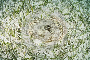 Seagrass and Yellow Stingray in Caribbean Sea