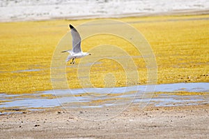 Seagul photo