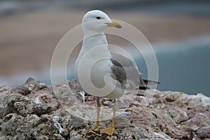 Seagul