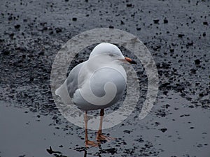 Seagul photo