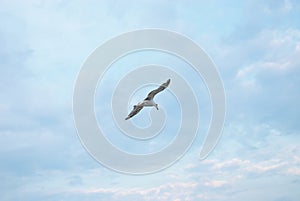 Seagul against a beautiful sky with clouds