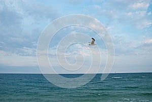 Seagul against a beautiful sky with clouds