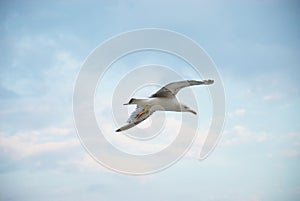 Seagul against a beautiful sky with clouds