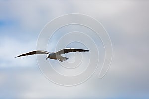 Seagul against clouds