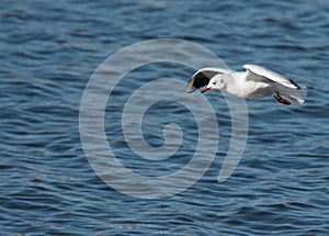 Seagul bathing