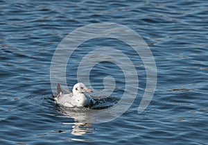Seagul bathing