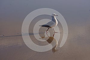 Seagull on beach