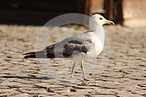 Seagul photo