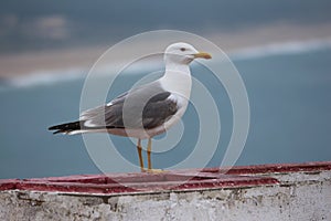 Seagul photo