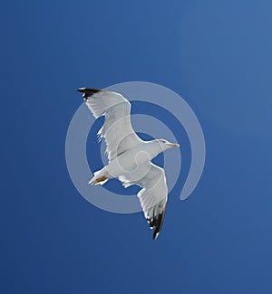 Seagul bird in fly