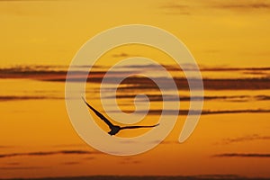 Seagul Bird flying on sunrise silhouette