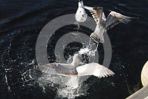 SEAGUL BIRD GITHING NYHAV CANAL COPENHAGEN