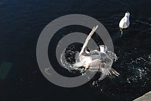 SEAGUL BIRD GITHING NYHAV CANAL COPENHAGEN
