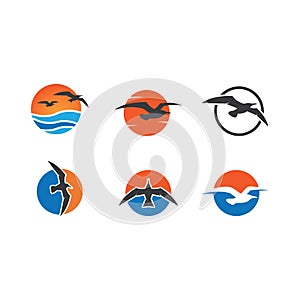 Seagul bird illustration