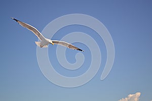 Seagul on blue sky background photo