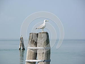 Seagul on the Bricola photo