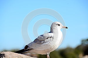 Seagul