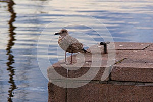 Seagul on a dock