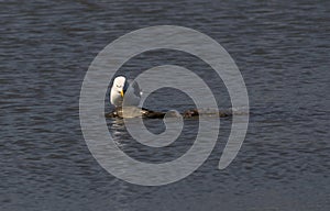 Seagul and fish