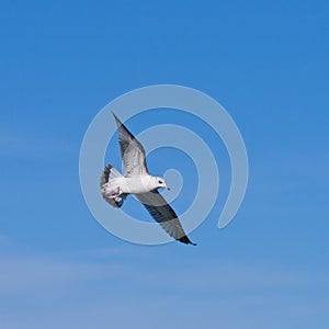 Seagul flying at the blue sky