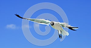 Seagul flying on the shoreline