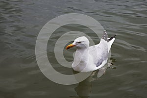 Seagul gliding on water