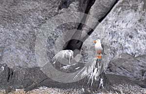 Seagul on rock corona Islan Loreto Mexico photo