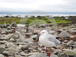 Seagul in New Zeland. photo