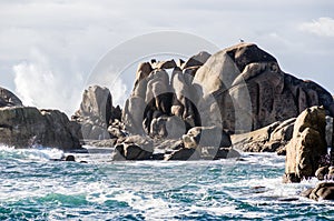 Seagul on rock. Big waves crashing on coastline