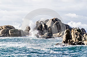 Seagul on rock. Big waves crashing on coastline