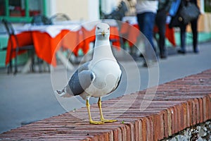 Seagul