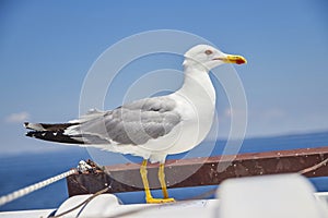 Seagul sit on the ship