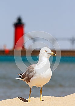 Seagul with South Haven Lighthouse