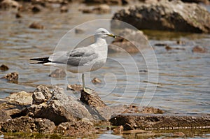 Seagul on the stone photo