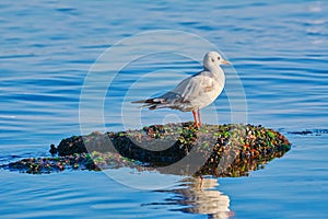 Seagul on the Stone