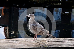 Seagulbird on nyhavn canal in danish capital  Copenhagen