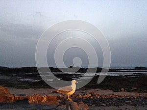 Seagull