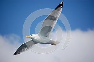 Seagull