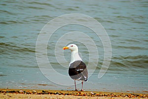 Seagull